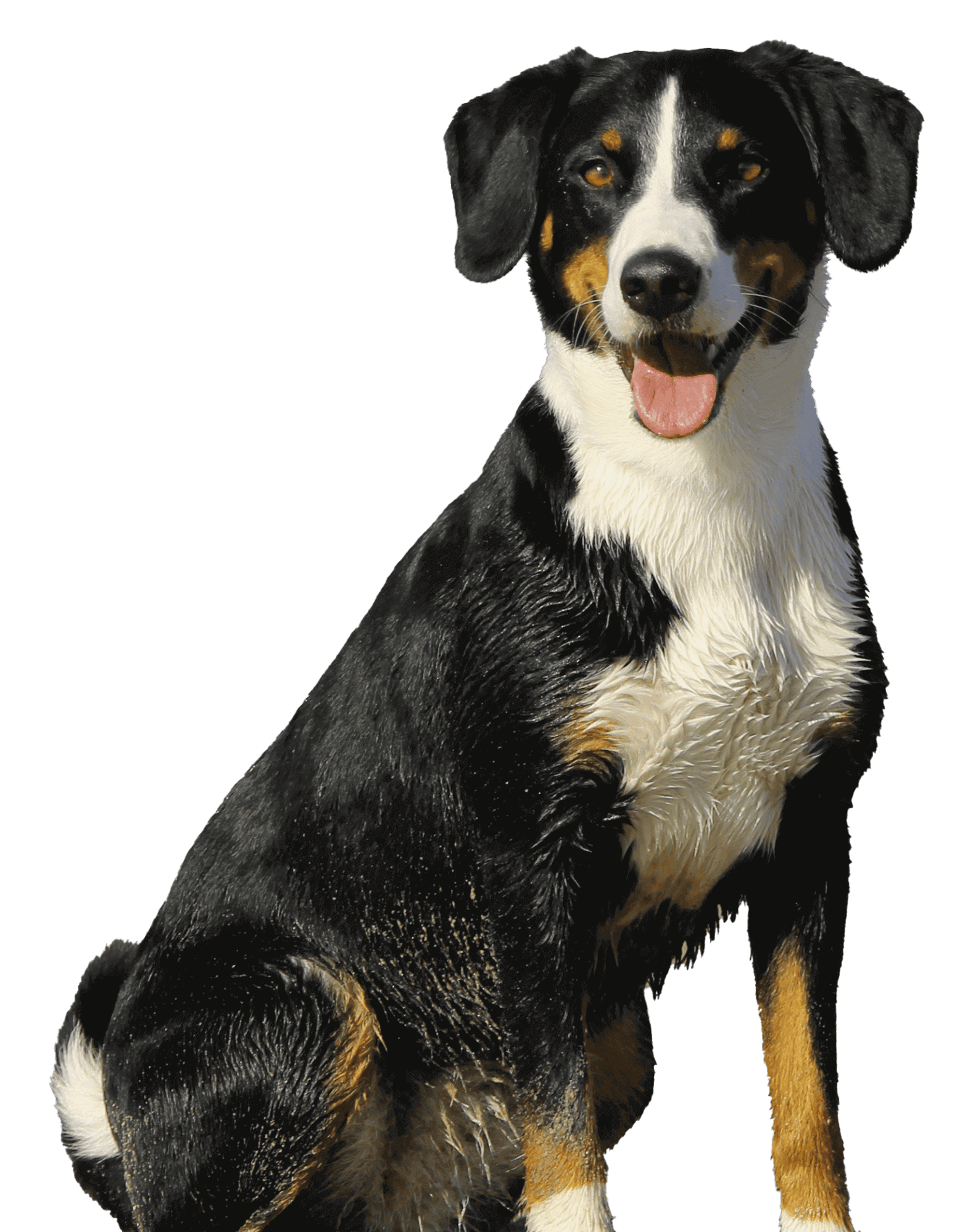 Cão fofo